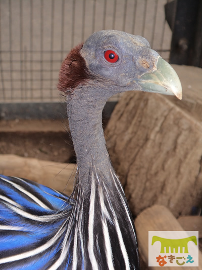 フサホロホロチョウ