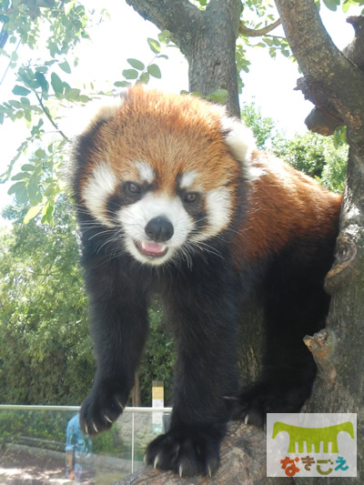 レッサーパンダ