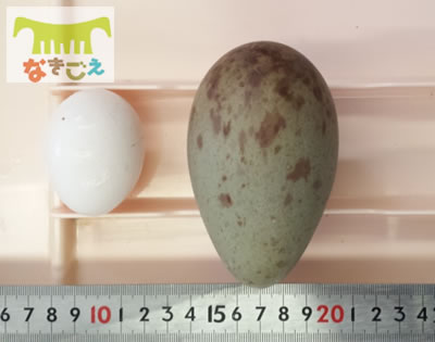ニワトリの卵と並べるとこんな感じ。