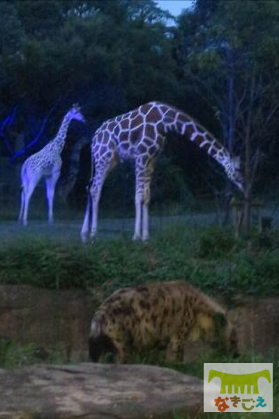 キリンとブチハイエナ