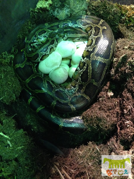 とぐろを巻いている中に真っ白な卵を確認 とぐろを巻いている中に真っ白な卵を確認