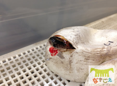 クロサイ 孵化の瞬間