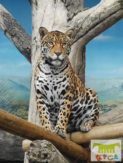 ジャガー