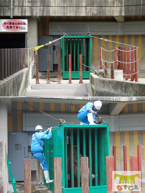 とべ動物園での搬出作業 とべ動物園での搬出作業