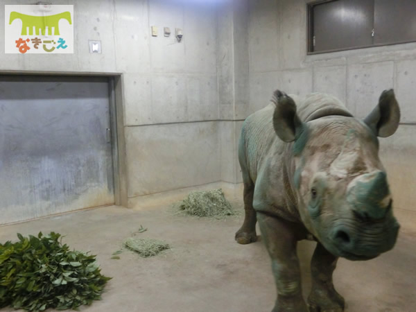 天王寺動物園での搬入作業 17時15分 天王寺動物園での搬入作業 17時46分