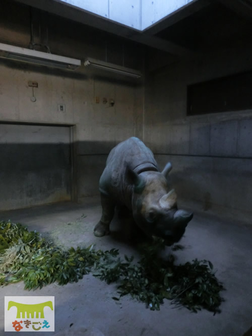 天王寺動物園での搬入作業 17時15分 天王寺動物園での搬入作業 17時55分