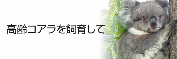 高齢コアラを飼育して