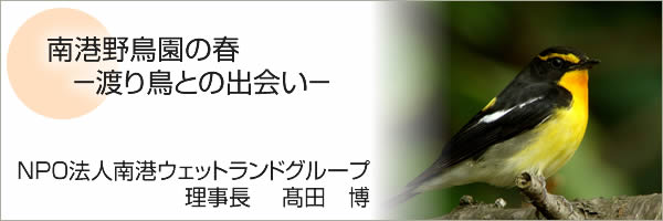 南港野鳥園の春　－渡り鳥との出会い－