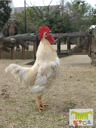 ニワトリのマサヒロ