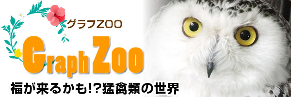 福が来るかも！？猛禽類の世界