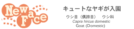 ニューフェース