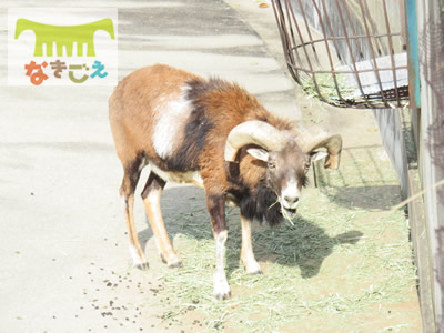 ヒツジの原種ムフロン