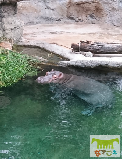 カバの雄がやってきた