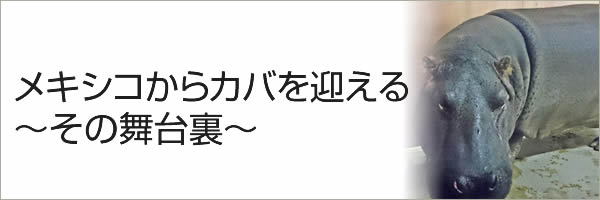 メキシコからカバを迎える　～その舞台裏～