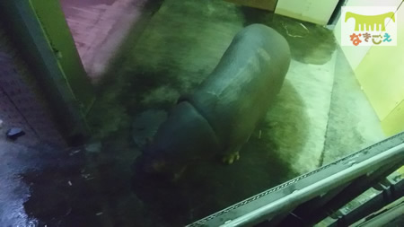 新しいカバの搬入作業には大きなクレーン車が使われました。