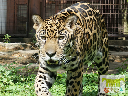愛媛県立とべ動物園での佐助