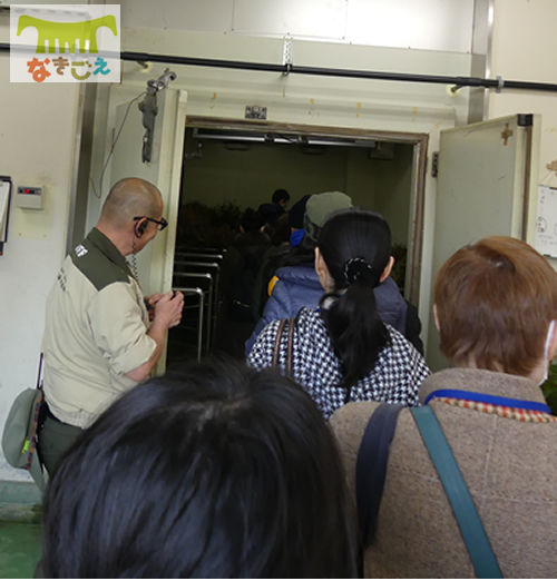 コアラ館でユーカリの冷蔵庫を見学 コアラ館でユーカリの冷蔵庫を見学