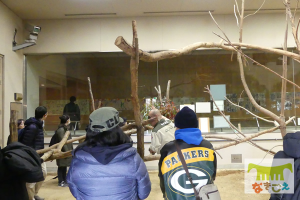 コアラの屋内展示室を見学 コアラの屋内展示室を見学