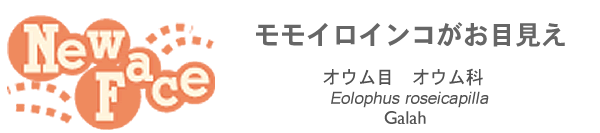 ニューフェース