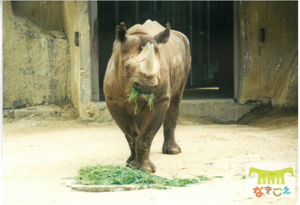 来園したころのトミー 来園したころのトミー