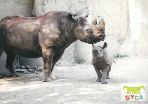 サトミは1996年10月7日にアメリカのカードウェル動物園へ出園しました。 サトミは1996年10月7日にアメリカのカードウェル動物園へ出園しました。
残念ながら、アメリカに着いてすぐに亡くなりました。