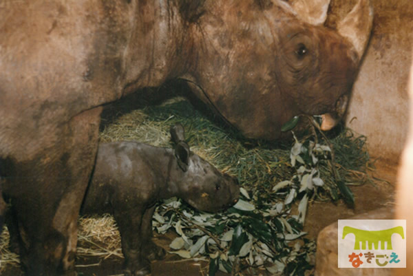 サトミは1996年10月7日にアメリカのカードウェル動物園へ出園しました。 サトミは1996年10月7日にアメリカのカードウェル動物園へ出園しました。
残念ながら、アメリカに着いてすぐに亡くなりました。