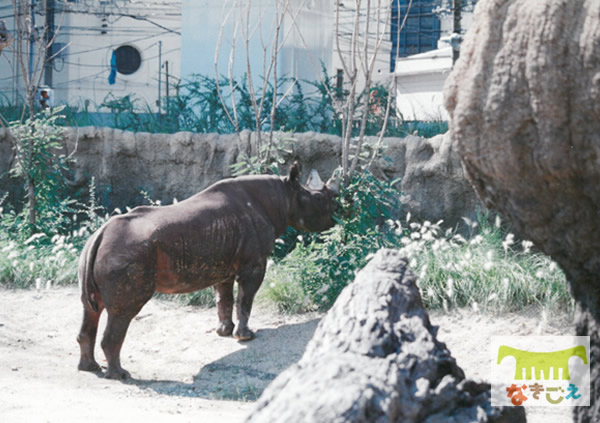 初めて屋外放飼場に出たトミー 初めて屋外放飼場に出たトミー