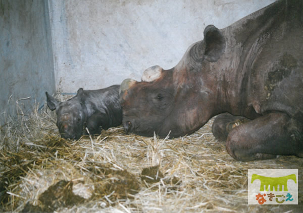サミーは順調に成長し2002年4月9日にイギリスのチェスター動物園に出園しました。 サミーは順調に成長し2002年4月9日にイギリスのチェスター動物園に出園しました。