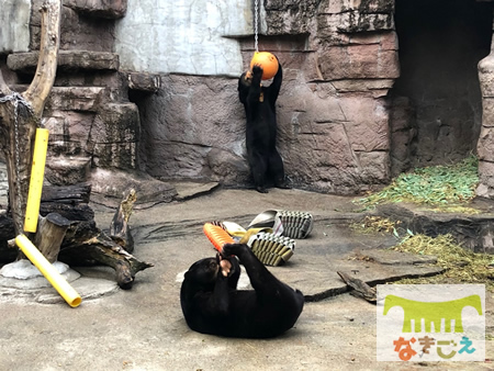 マレーグマが時間をかけて餌を食べる仕組み