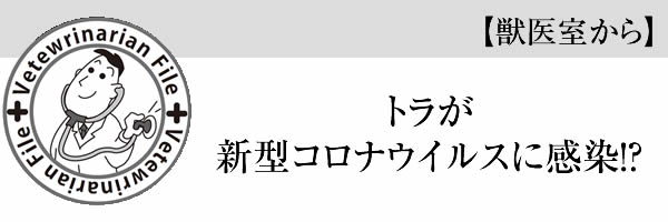 トラが新型コロナウイルスに感染！？