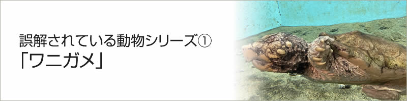 誤解されている動物シリーズ①「ワニガメ」