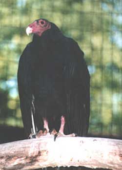 �q���R���h��