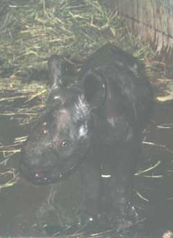 �N���T�C�̐Ԃ����